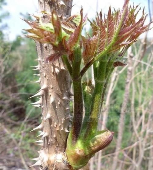 营养|在农村,这种“树”被当柴烧,却不知它“营养”高,能卖90元1斤