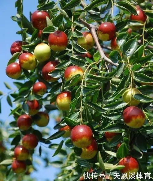 寓意|7种树“进宅”,旺财镇宅,延绵百年,家里有地方,一定养一棵