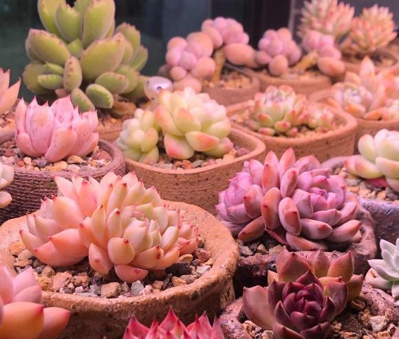 浇水|三伏天养多肉,必须进入懒人模式,不管不问,多肉反而长得好