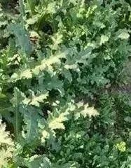 罂粟幼苗竟“撞脸”多种蔬菜！快来看看如何识别~