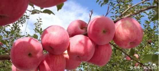 空腹|早晨“空腹”吃4种食物,减肥就像“开了挂”,大肚腩都不见啦