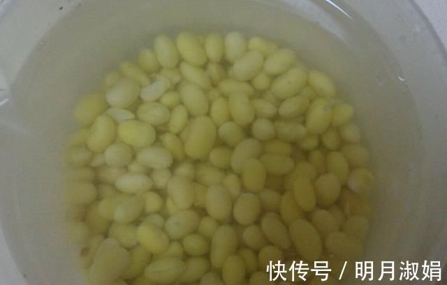 玉树|马齿苋树太廉价一根枝条，一碗汤，长成老桩，变“万元盆景”