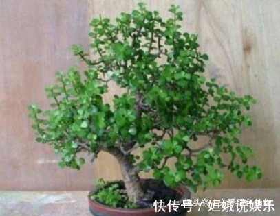 日子|“2种花”养1盆，日子越过越“红火”，还能“杀菌”促睡眠，值