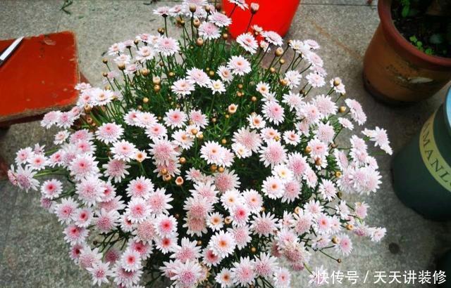 好时机|天气要热了,三种花修剪扦插正当时,小编已经迫不及待了