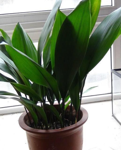 卫生间适合养什么花推荐几种好活耐湿花,净化空气没异味