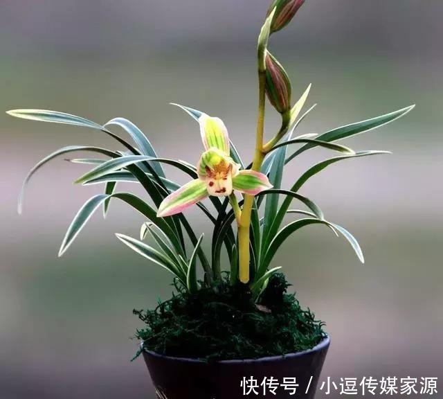 价值|最具收藏价值的兰花,花开双色、香味浓郁“兰中极品”——帝王妃