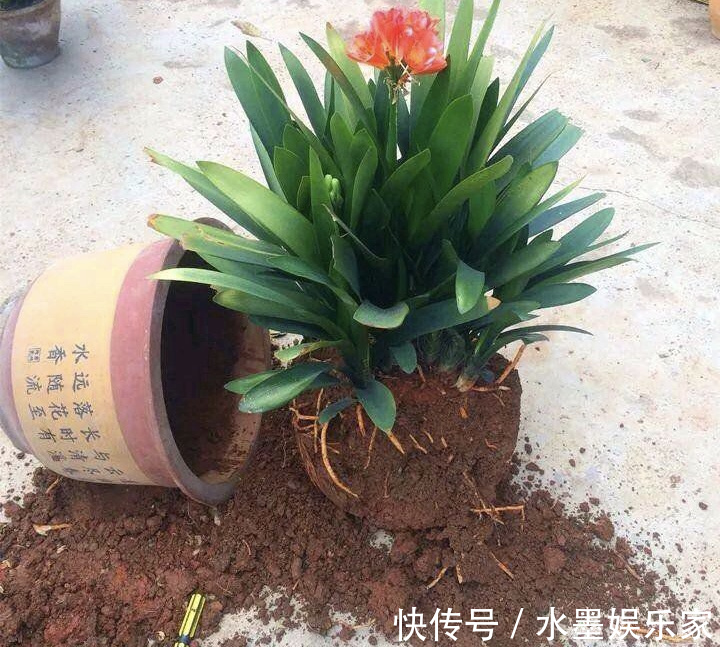 根粗叶绿|路边“捡”3种废弃物,开水烫一烫,养绿萝君子兰“根粗叶绿”