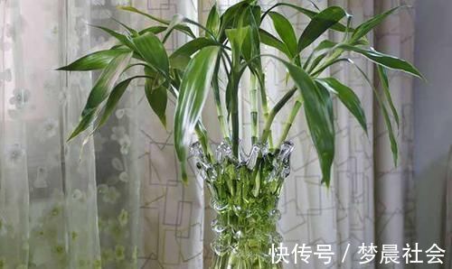 水培富贵竹,水里加点它,茂盛不黄叶,叶子像打蜡,蹭蹭冒新叶!