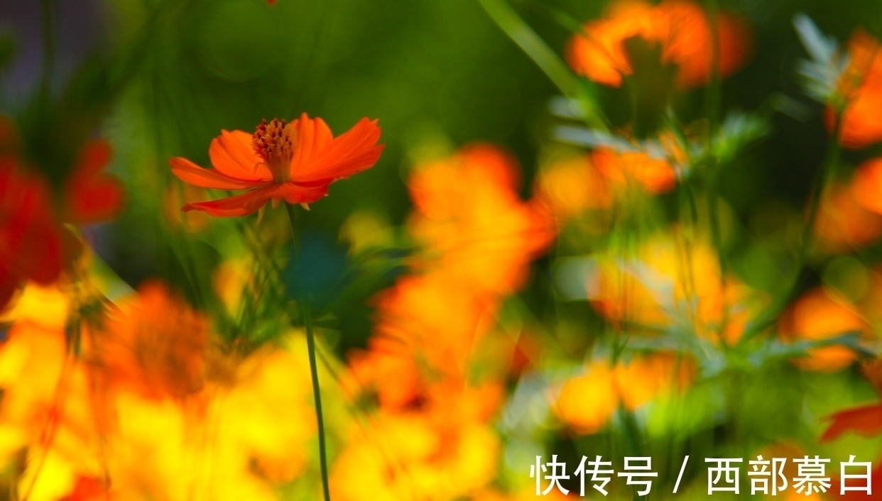 一切随缘|淡泊名利,活得很通透的星座,事不争、人不比、心不求