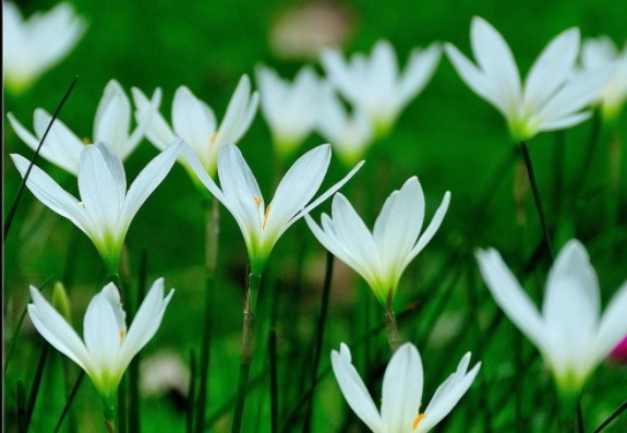 丽格海棠|养花就选这种,撸个叶子丢土里就活,花朵枝繁叶茂,枝头花苞满满