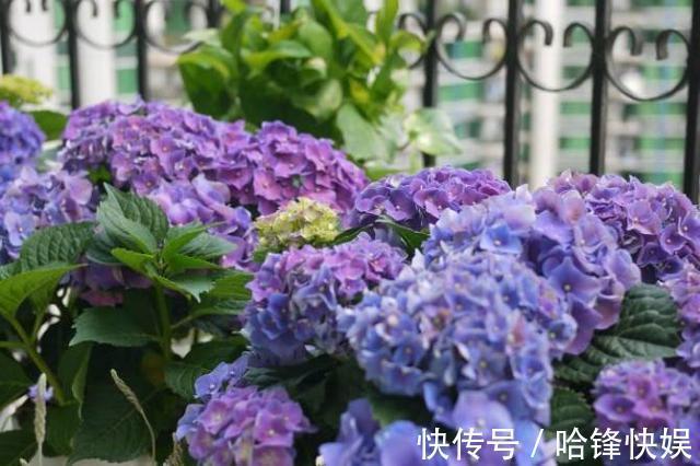 到了秋天只能扦插这4种花，剪根枝条能生根，来年开花香满屋