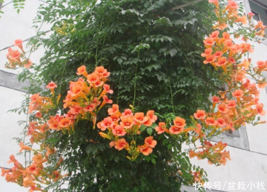 凌霄花|去养花牛人家里,走进院子被迷住,这些花真大气