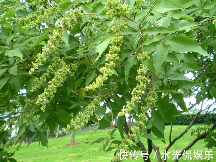 枕头|山上摘点这玩意塞枕头,比荞麦皮养生多了,一挨枕头就睡得香甜!