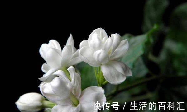 秋老虎|茉莉花立秋后想要复花快又多,怎么管理?这些细节要注意