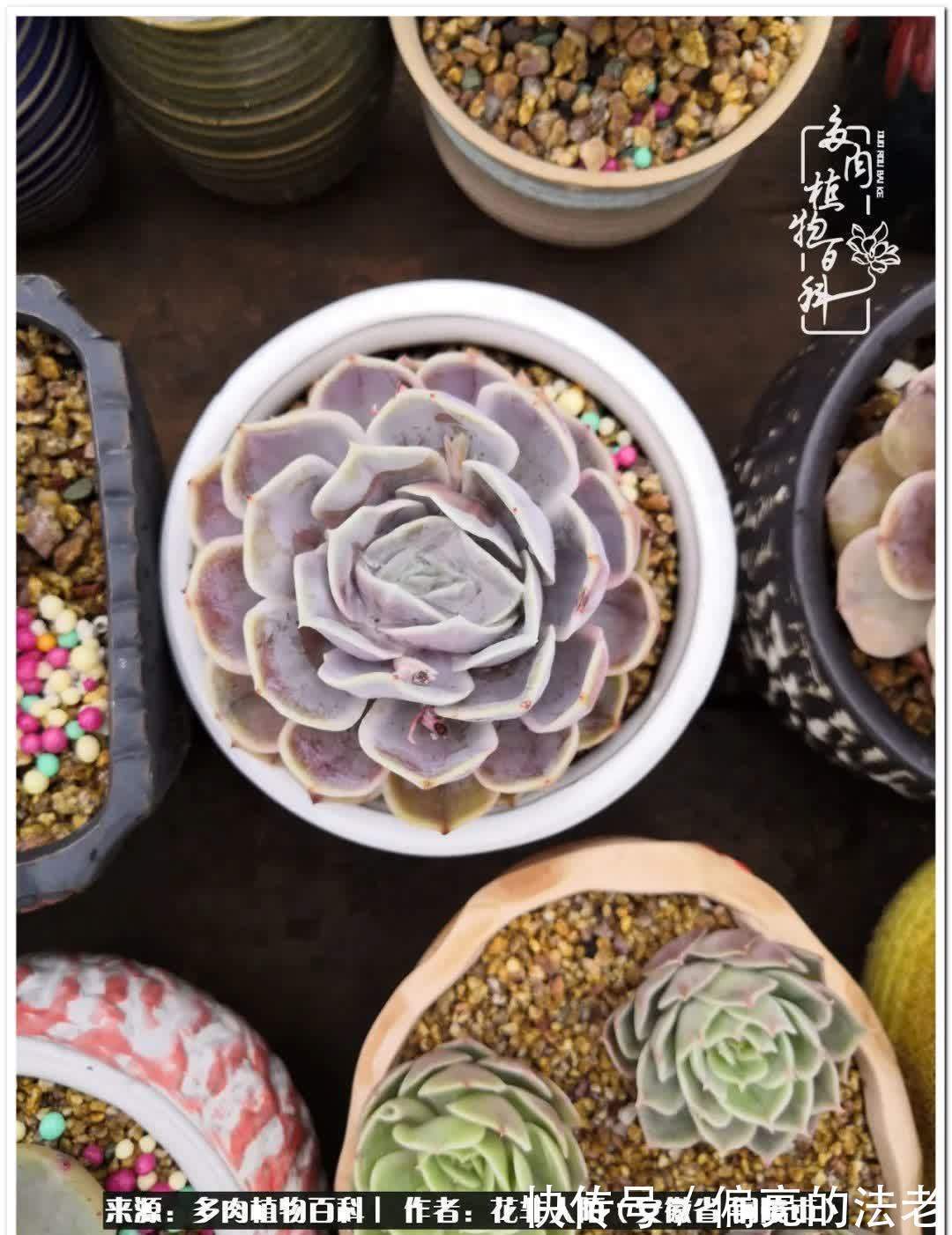 感恩遇见,感谢有你——多肉