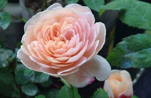 阳台养款“爆盆机器”,浇水就疯长,不占地方有香味,值得拥有