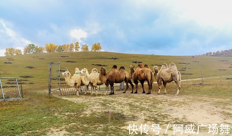 日落|中秋节在乌兰布统敖包吐后山，拍摄骆驼冲沙，遇见美丽的晚霞