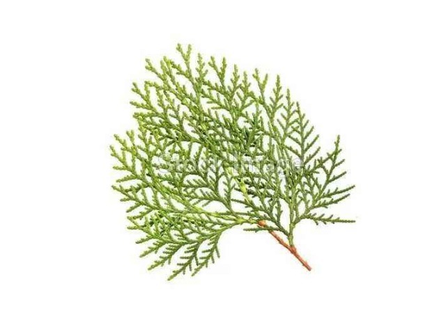 黑色素|民间第一黑发小秒方,让白发变黑发,远离染发烦恼,长出健康发色