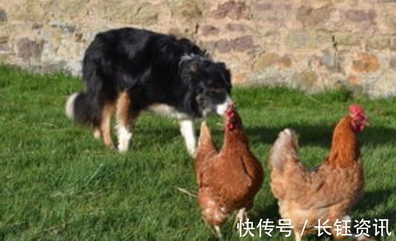 牲畜$老人常说的“鸡不过六,犬不过八”,主要讲述的是什么