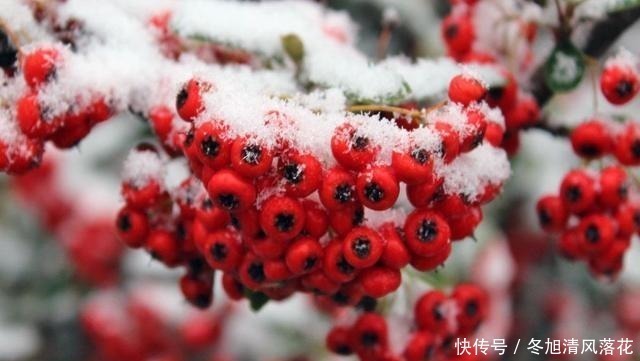 维c|曹操吃过的野果，过去当粮食吃，泡酒是一绝，老桩更值钱一棵百元