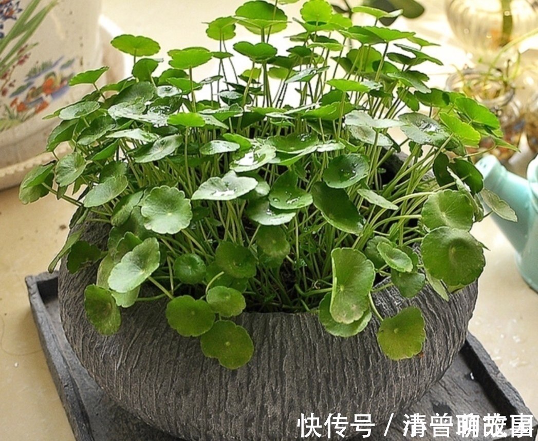 盆栽|5种不起眼的“小草”,挖回来做成盆景,越看越漂亮