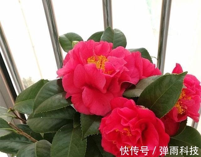 放弃月季吧!此花零下20度冻不死,花大如“脸盆”,盆栽地栽皆可!