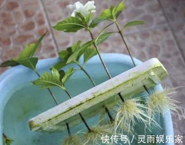 花卉|夏天养1种花,剪“1根枝条”,用来扦插9天生根,来年开花!
