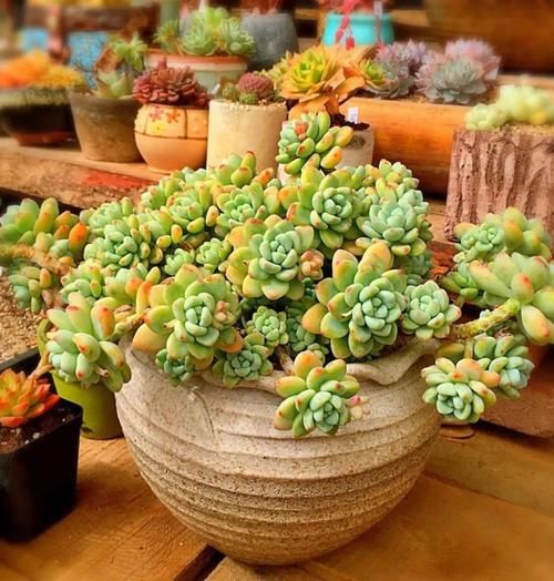 阳台养多肉，浇水“姿势”很重要，3个不小心，多肉坏一半