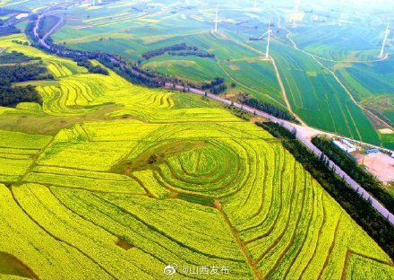 朔州市|朔州万亩黄花盛开喜迎游客