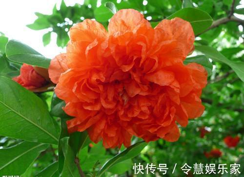 毒气|家养一盆石榴花,观花又观果,吸走“含铅毒气”,红红火火家兴旺