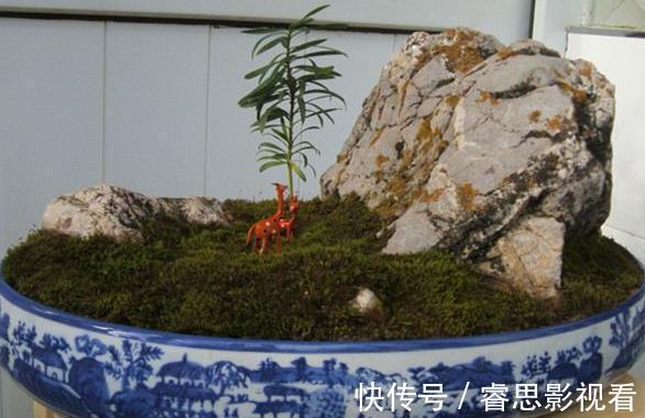 切割|原来石头、空酒瓶养花,不是“凑合”,而是“创意”啊!