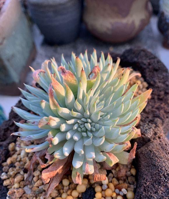 花盆|多肉仙女杯,最大的问题就是不发根,晾上20天,发根速度超快