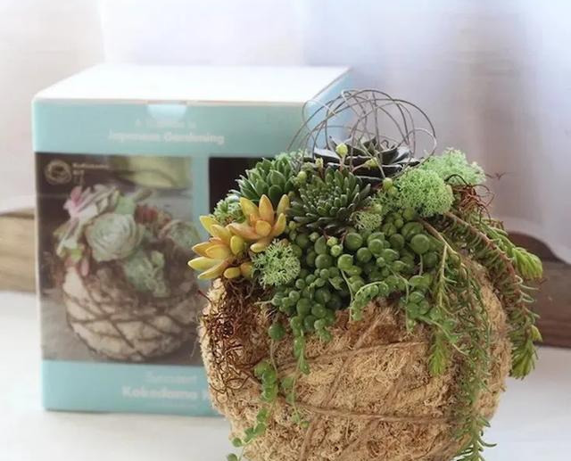 室内绿植种花不用盆,揉一个小球吊起来就让家里美翻