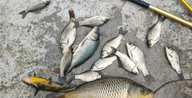 野钓“必选钓位”教学,用盘车鱼竿钓鱼,学会就能钓获野生大鲤鱼