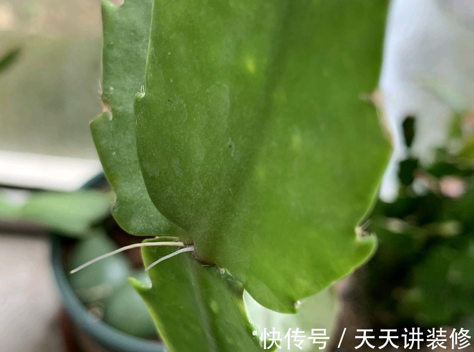 龟背竹|4种“泼辣花”，长出“气生根”，是好事，不用扦插，剪下来就活