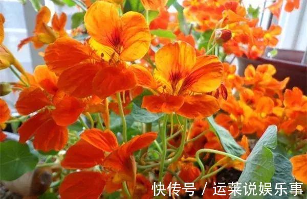 5种颜值最高的“垂吊花”，空中摇曳荡漾，宛如一幅画卷，太美了