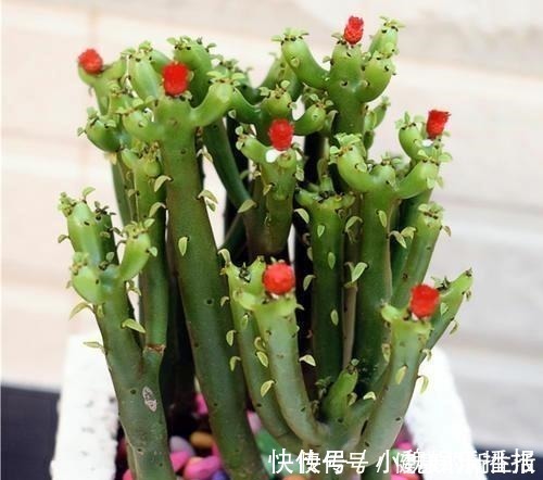 含羞草碱|这几种花室内不能养，家里有的尽快搬走，别拿安全开玩笑！