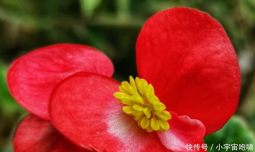 冬天最容易养的六种花,现在正开花,花大又艳,邻居串门直夸好看