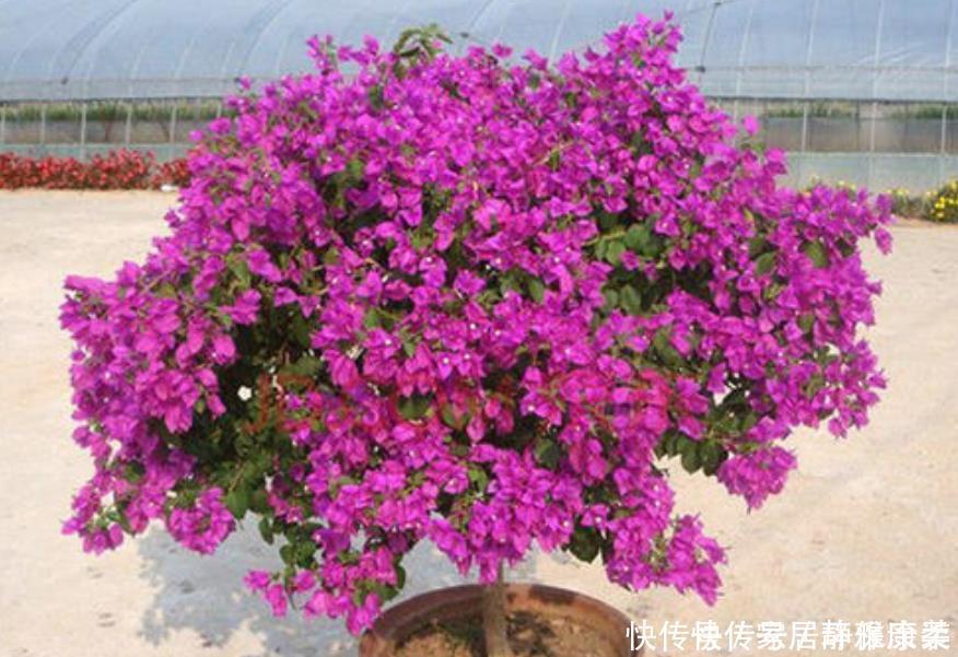 发黄|三角梅开花很简单,1种肥料常年用,叶片不发黄,四季花开不停!