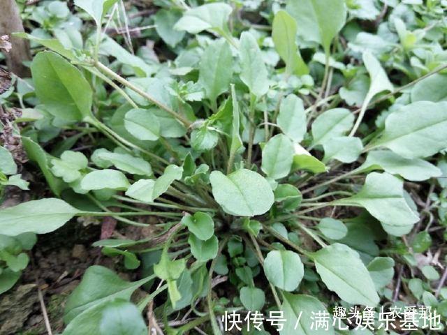 农村|在农村有一种植物，它的名字里有“菜”字，你认识吗？