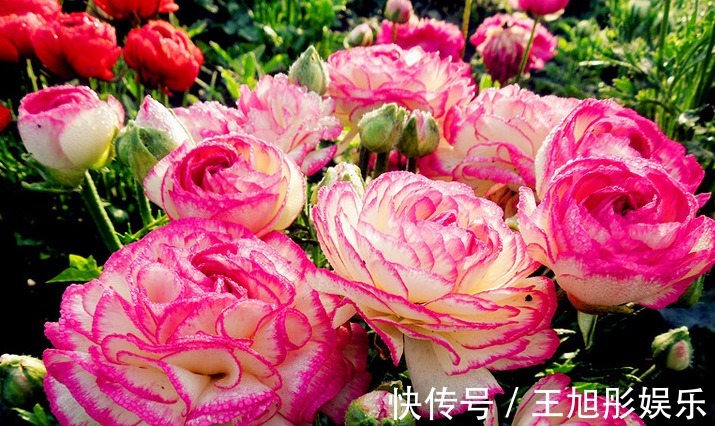 花卉|喜欢养护花卉,就不要错过这个花卉,花大色艳,花量大,很像牡丹