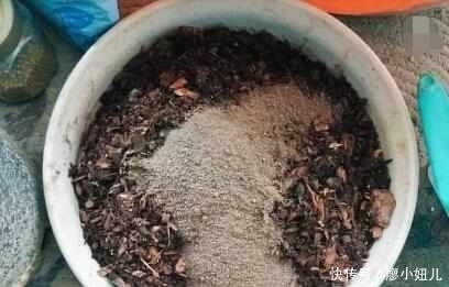 强壮|老花农说:盆栽月季花一定要注意这几点,花开一整年太幸福了!