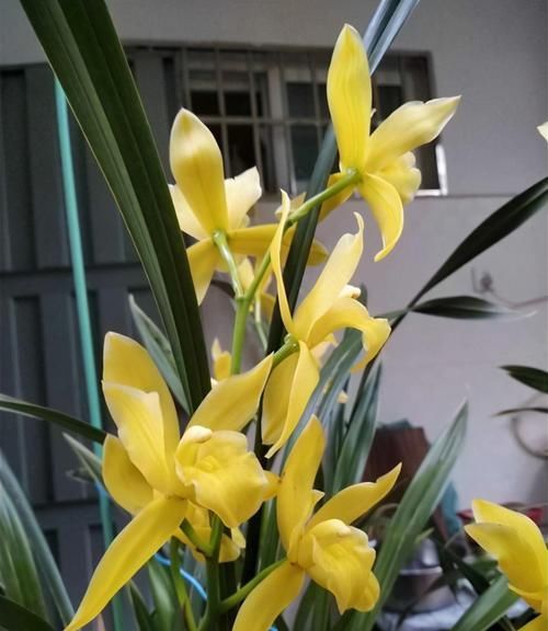  养兰|新手养兰首选“小神童”，花色金黄，香味扑鼻，每年可以开花4次