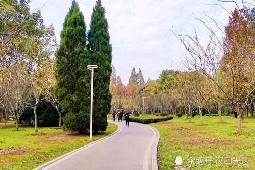 冬日|红叶似火 黄叶如甲 冬日里的青山和平公园 风景如画