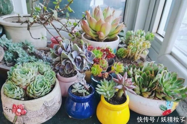 多肉不过夏,只要记住几个要点,完全不用担心多肉会挂掉