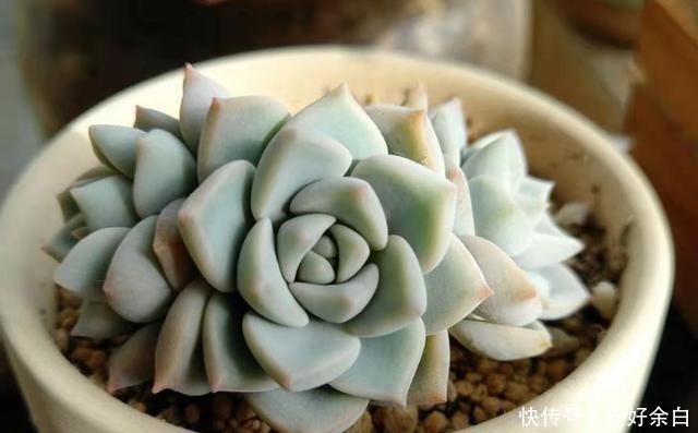 夏天多肉怎么浇水注意这4点,干爽适宜好度夏!