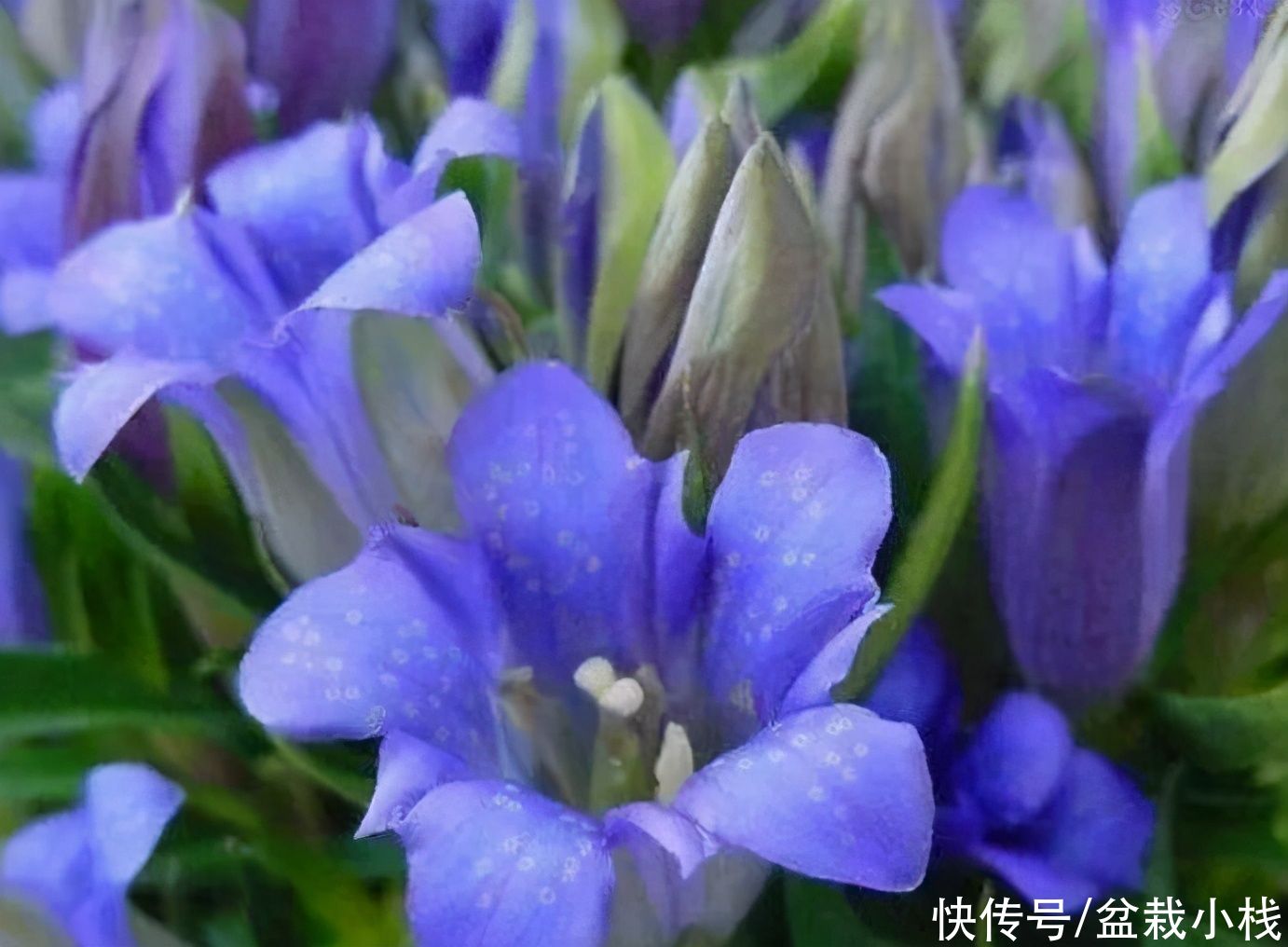 若去野外爬山，见到此植物，别犹豫，摘下来带回家