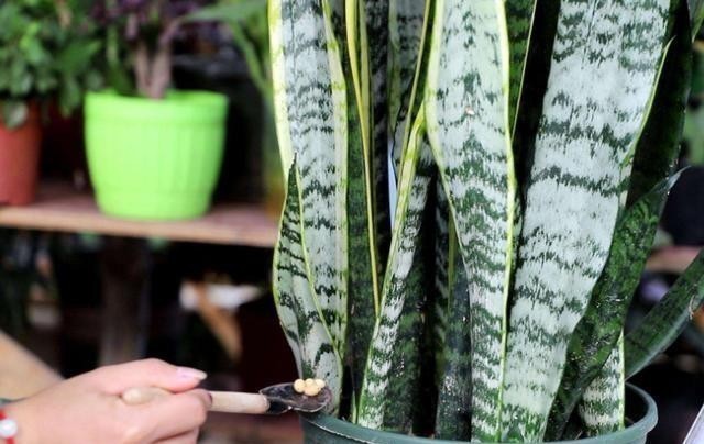 虎皮兰冬天最讨厌“3种水”,浇上就烂根,很容易养不活!