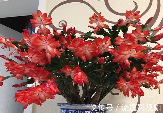 给蟹爪兰浇水很简单，一年四季分“两段”，根壮叶肥，开花满盆