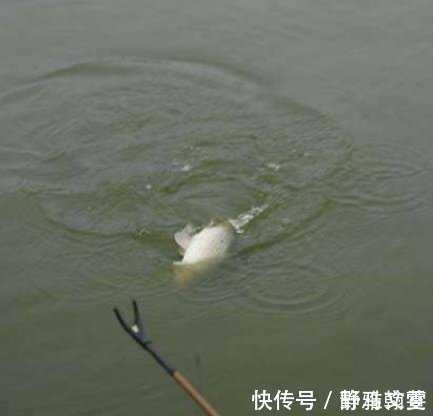 钓友|看懂这3种刺激鱼儿开口的逗鱼方式,你将会有钓不完的鱼!